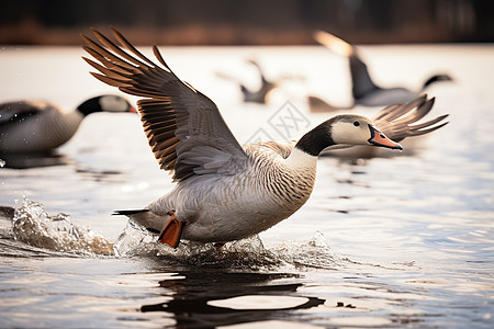 湖面上一群鸭子开展翅膀图片