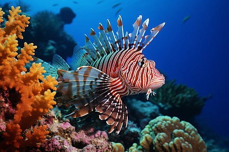 彩色珊瑚礁中游动的狮子鱼图片