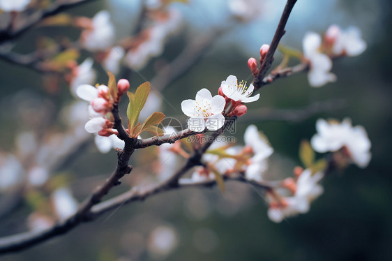 美丽的白花绽放图片