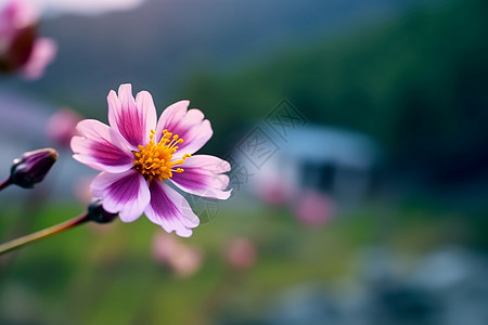 盛开的美丽桃花背景图片