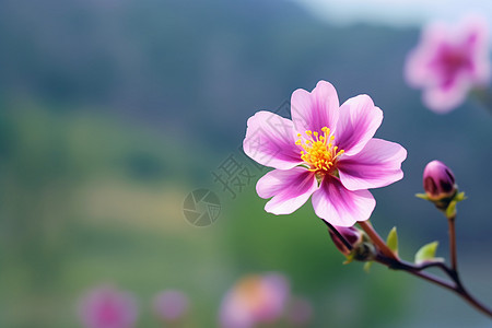 树枝上的花朵图片