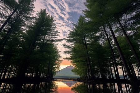 日落时的森林图片