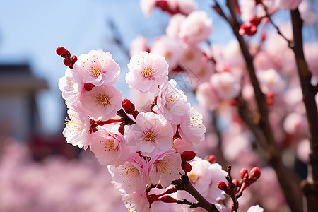 春天里美丽的花朵图片