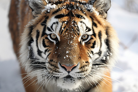 雪地里的老虎背景图片