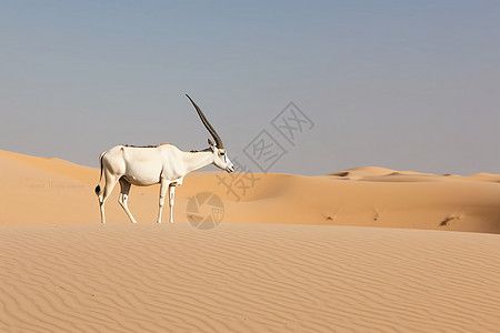 动物在沙漠地区站立图片