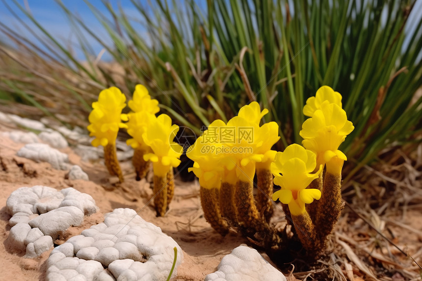 沙滩上一群黄色的花朵图片