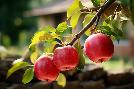 夏日果园的苹果图片