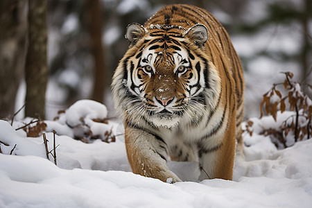 冬日雪地里的老虎图片