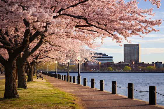 城市人行道上的樱花树图片