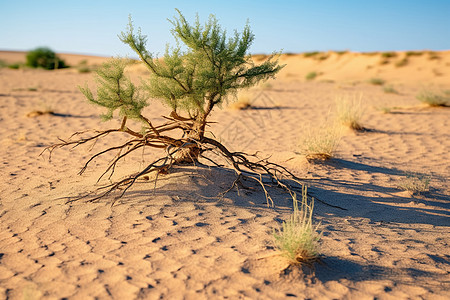 沙漠中一颗孤独的树图片