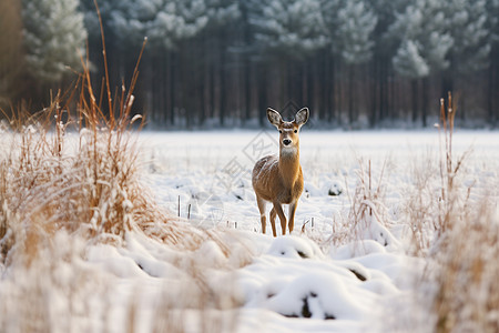 原始森林中的鹿冰雪中的鹿背景