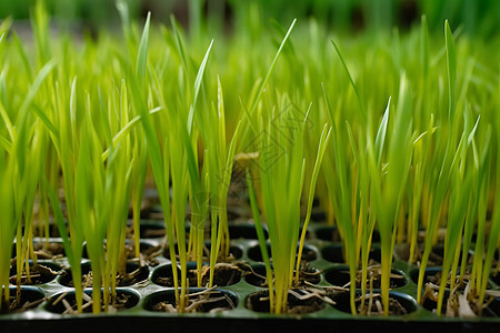 生长的水稻幼苗图片
