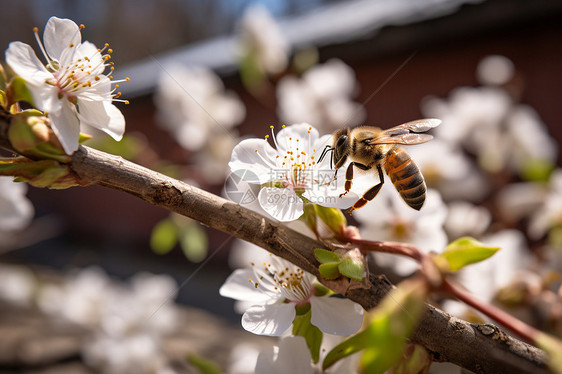 白花上的蜜蜂图片