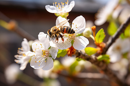 蜜蜂停在白花上图片