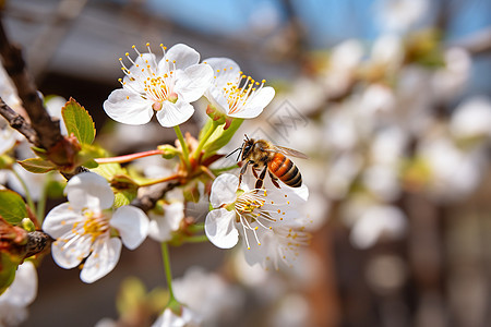 蜜蜂停在枝上背景图片