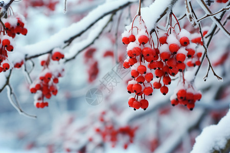 冬季的浆果背景图片