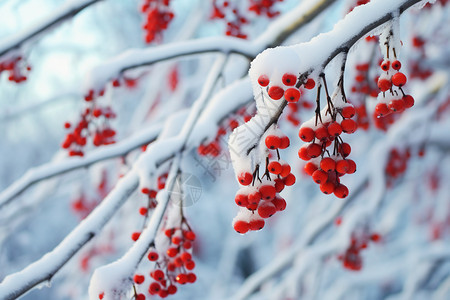 积雪的植物背景图片