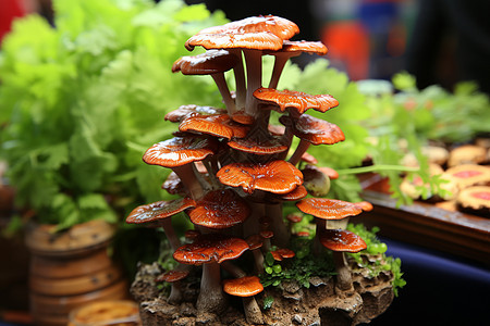 蘑菇的种植池图片