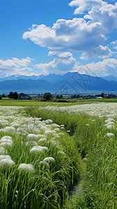 白云和花草图片