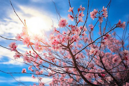 樱花绽放的清晨图片