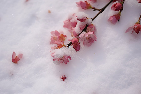 冬季雪地上的美丽樱花图片