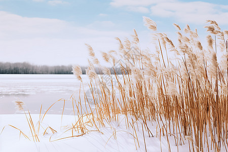 冬日湖畔的芦苇图片