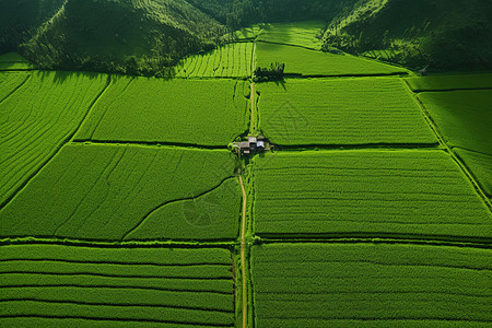 稻田中的农舍图片