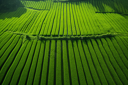 翠绿的稻田图片