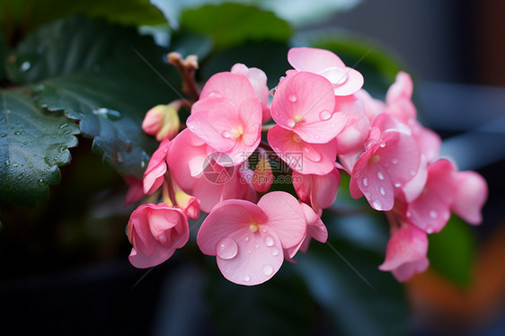 美丽的花咕嘟图片