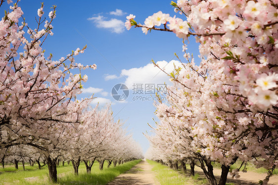 农场里种满的梨树图片