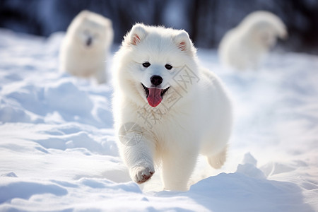 白雪地上的狗狗图片