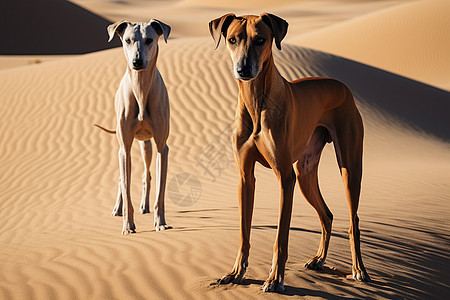 沙漠中的小狗背景图片