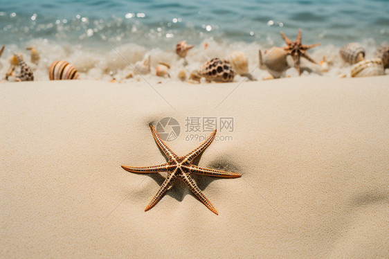 海滩上的海星和海浪图片