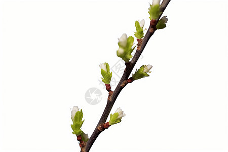 春之醒觉的树枝图片