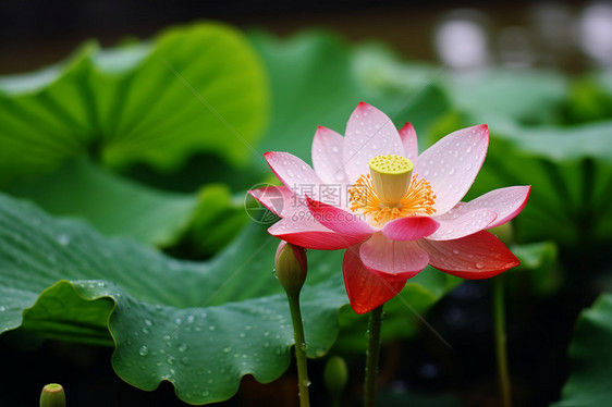 荷叶雨中的红莲图片