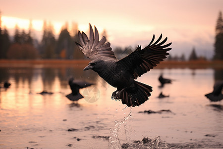 湖畔的鸟图片
