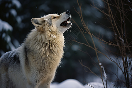 狼与冬天图片