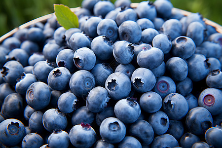 农场中采摘的成熟蓝莓图片