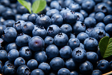 香甜多汁的蓝莓果实图片