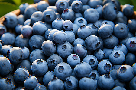 天然营养的蓝莓图片