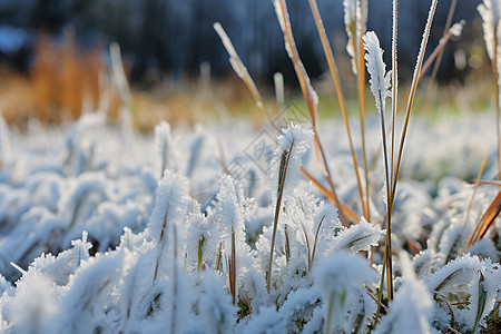 白雪覆盖的草地图片