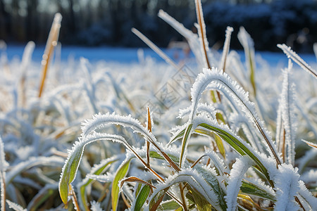 霜降草地冰雪世界的农田背景