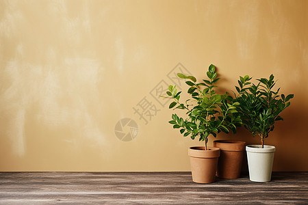 清新室内绿植背景图片