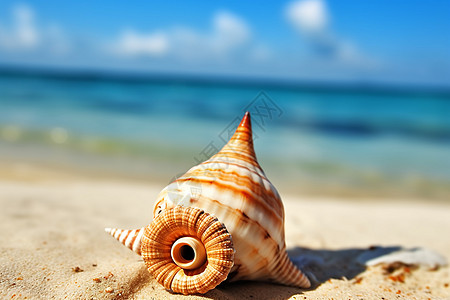 美丽的海滩上的海贝壳图片