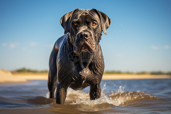 海滩上一只黑色小狗站在水中图片