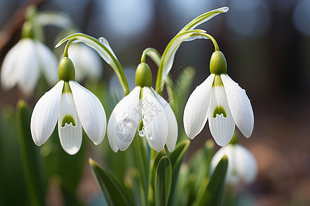 冬季花朵中的白和绿图片