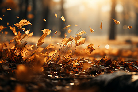 秋天的金黄落叶图片