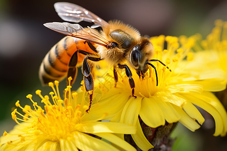 春日花园中的蜜蜂图片