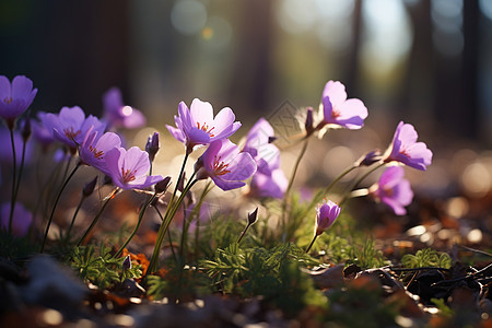 草地上的紫花丛图片
