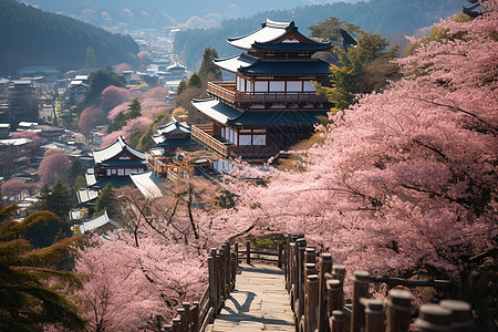 日本本州岛日本的樱花之乡背景